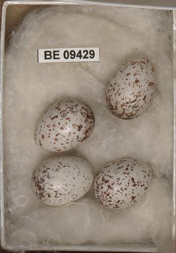 Four bird eggs with specimen label.