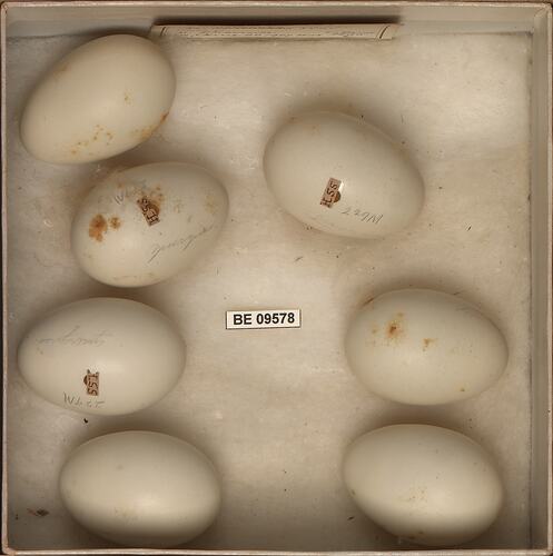 Seven bird eggs with specimen labels.