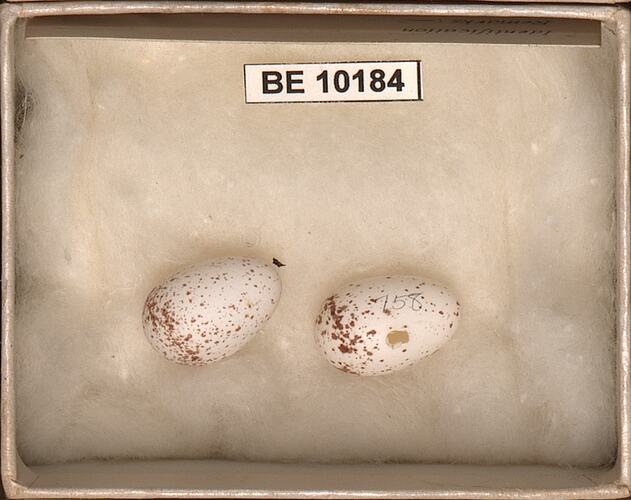 Two bird eggs with specimen labels in box.