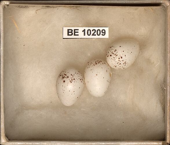 Three bird eggs with specimen labels in box.