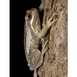 A Brown Tree Frog sitting on a tree trunk.