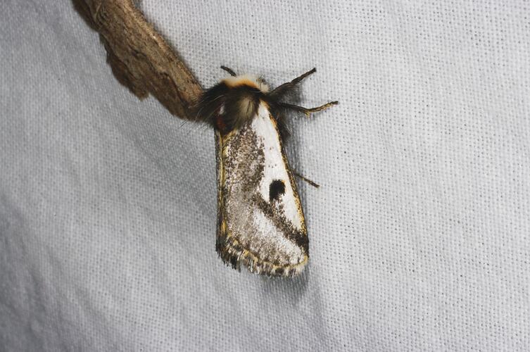 <em>Epicoma sp.</em>, moth. Grampians National Park, Victoria.
