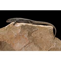 Grey-brown lizard with white spots on rock.