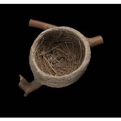 Smooth-walled, bowl-shaped nest on y-shaped branch against black background.