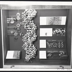 Photograph - Institute of Applied Science, D.N.A. Biology Display Case, Melbourne, Victoria, circa 1970