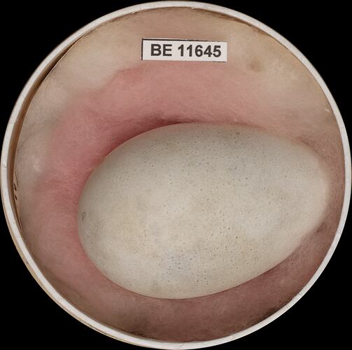 Bird egg with specimen label in round box.