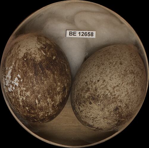 Two bird eggs with specimen label in round box.