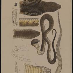 Lithographic colour proof - Hoplocephalus curtus, the Tiger Snake, Prahran, Melbourne, Arthur Bartholomew