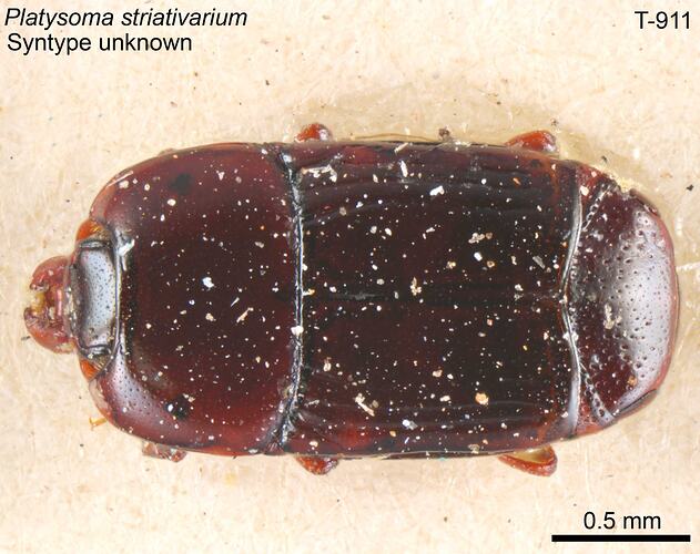 Beetle specimen, dorsal view.