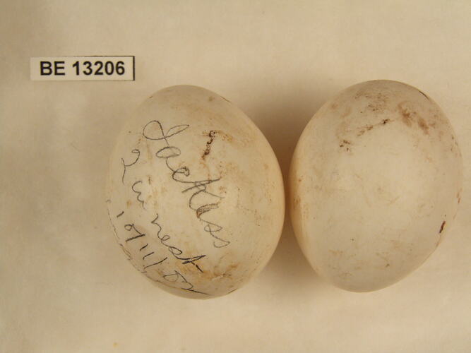 Two bird eggs with specimen label.