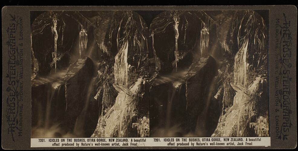 Stereograph - 'Icicles on the Bushes, Otira Gorge, New Zealand', circa 1910