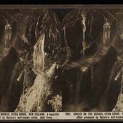 Stereograph - 'Icicles on the Bushes, Otira Gorge, New Zealand', circa 1910
