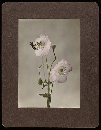 Still life of pink flowers with a butterfly.