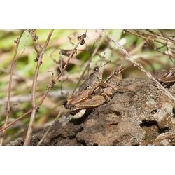 <em>Phaulacridium vittatum</em>, Wingless Grasshopper. Budj Bim Cultural Heritage Landscape