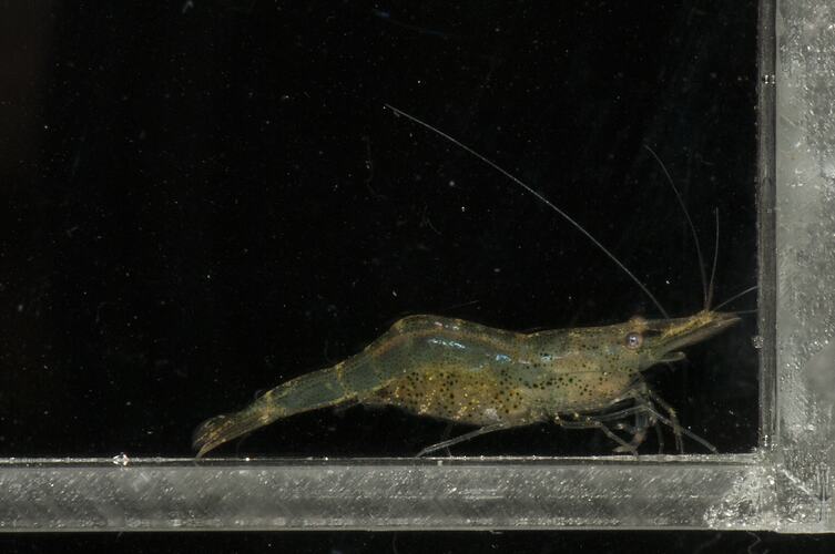 Side view of shrimp on wall of clear tank.