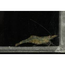 Side view of shrimp on wall of clear tank.