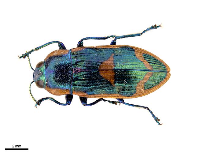 Pinned green and red jewel beetle specimen, dorsal view.