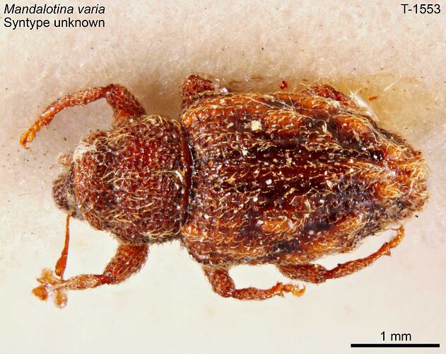 Weevil specimen, dorsal view.