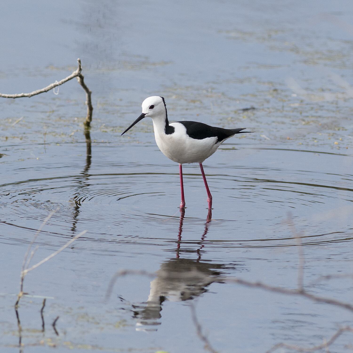 Himantopus himantopus, Black-winged Stilt