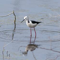 Black and white wading bird standing in shallow water.