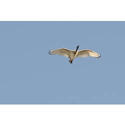 <em>Threskiornis molucca</em>, Australian White Ibis. Westgate Park, Victoria.