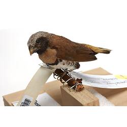 Small bird specimen mounted on branch.