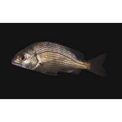 Silver fish swimming, black background, side view.