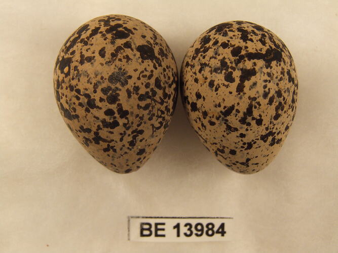 Two bird eggs with specimen label.
