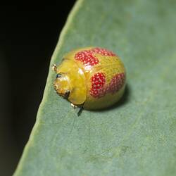 Yellow and red beetle on leaf.