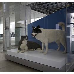 Two taxidermied huskies displayed in museum gallery.