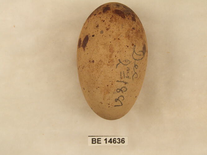 Bird egg with specimen label.