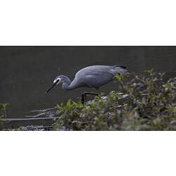 Grey bird walking into shallow water.