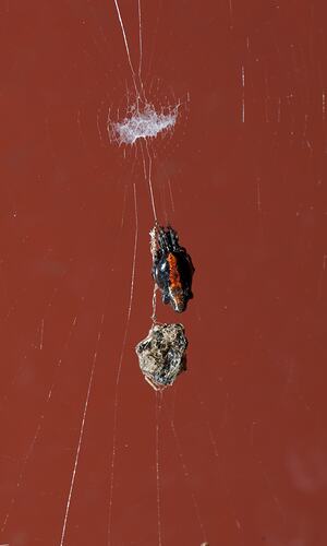 <em>Cyclosa trilobata</em>, Three-lobed Spider. Budj Bim Cultural Heritage Landscape, Victoria.