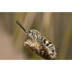 Black and yellow wasp on seed head.