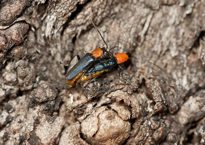 <em>Chauliognathus lugubris</em>, Plague Soldier Beetle. Budj Bim Cultural Heritage Landscape, Victoria.