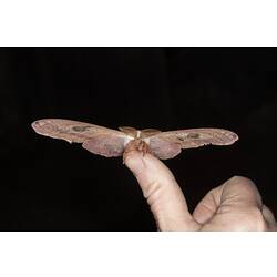 Large moth perched on a fingertip.