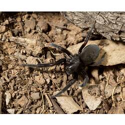 Black spider on ground.