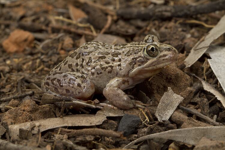 Spotted Marsh Frog.