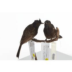 <em>Pycnonotus cafer</em>, Red-vented Bulbul, mounts.  Registration nos. 25868 (left) & 25869 (right).