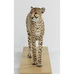 Front view of mounted cheetah specimen.