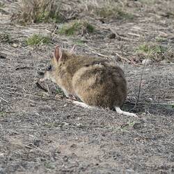 Rear view of brown, slightly striped bandicoot on dry ground.