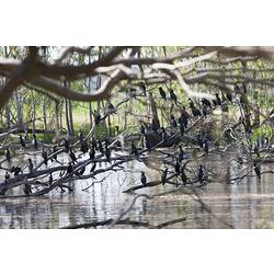 <em>Phalacrocorax sulcirostris</em>, Little Black Cormorants, Sale Common State Game Refuge, Victoria.