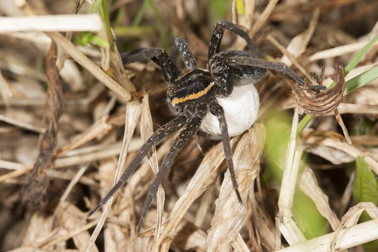 Family Lycosidae, wolf spider. Dowds Morass State Game Reserve, Victoria.