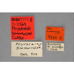 Entomology type specimen labels.