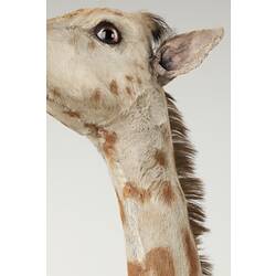 Detail of head and neck of juvenile giraffe specimen, front-bottom view.