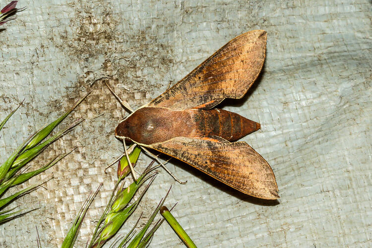 <em>Hippotion scrofa</em>, Coprosma Hawk-moth. Murray Explored Bioscan.