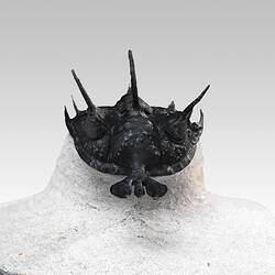 Front view of trilobite with trident-like protrusion at front curled over rock plinth.