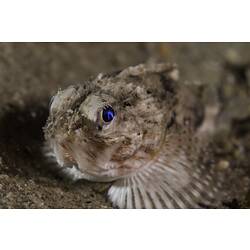 Brown fish with blue eye and fan-shaped fins on sandy seafloor.
