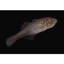 Carp Gudgeon.