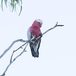 Pink and grey bird on bare branch.